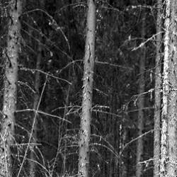 Despise The Light : Nocturnal Necromancy